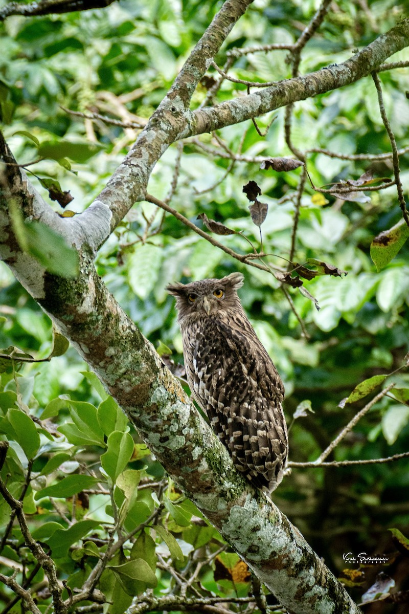 Brown Fish-Owl - Vivek Sudhakaran