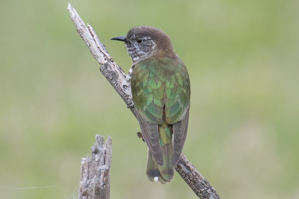 Shining Bronze-Cuckoo - John Daniels