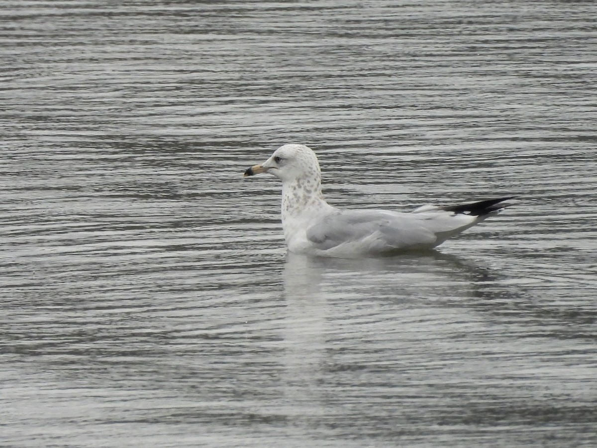 Gaviota de Delaware - ML624064196