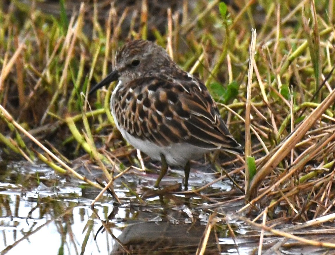 Least Sandpiper - ML624064199