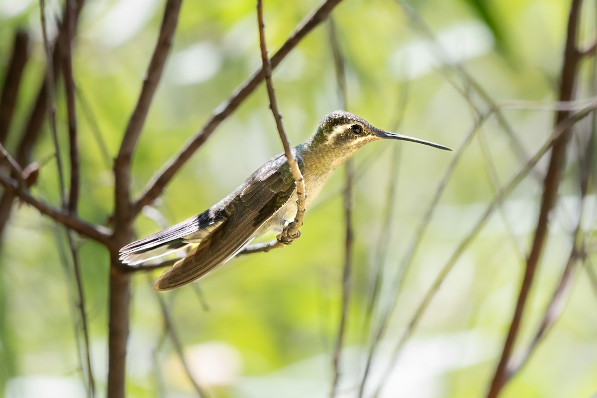 Blue-throated Mountain-gem - ML624064201