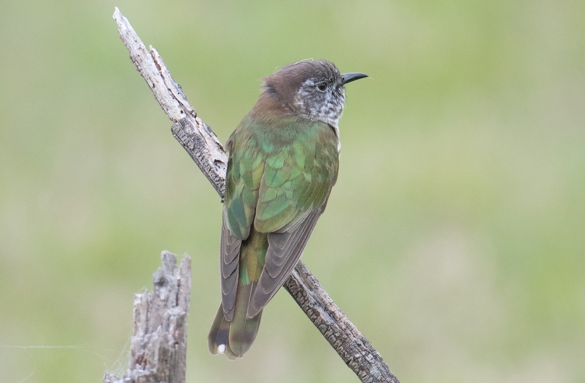 Shining Bronze-Cuckoo - ML624064206