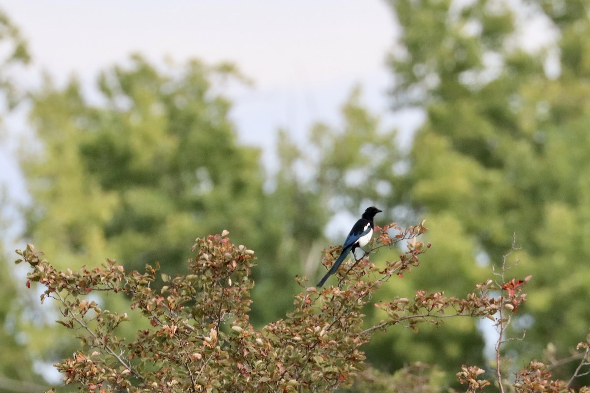 Black-billed Magpie - ML624064231