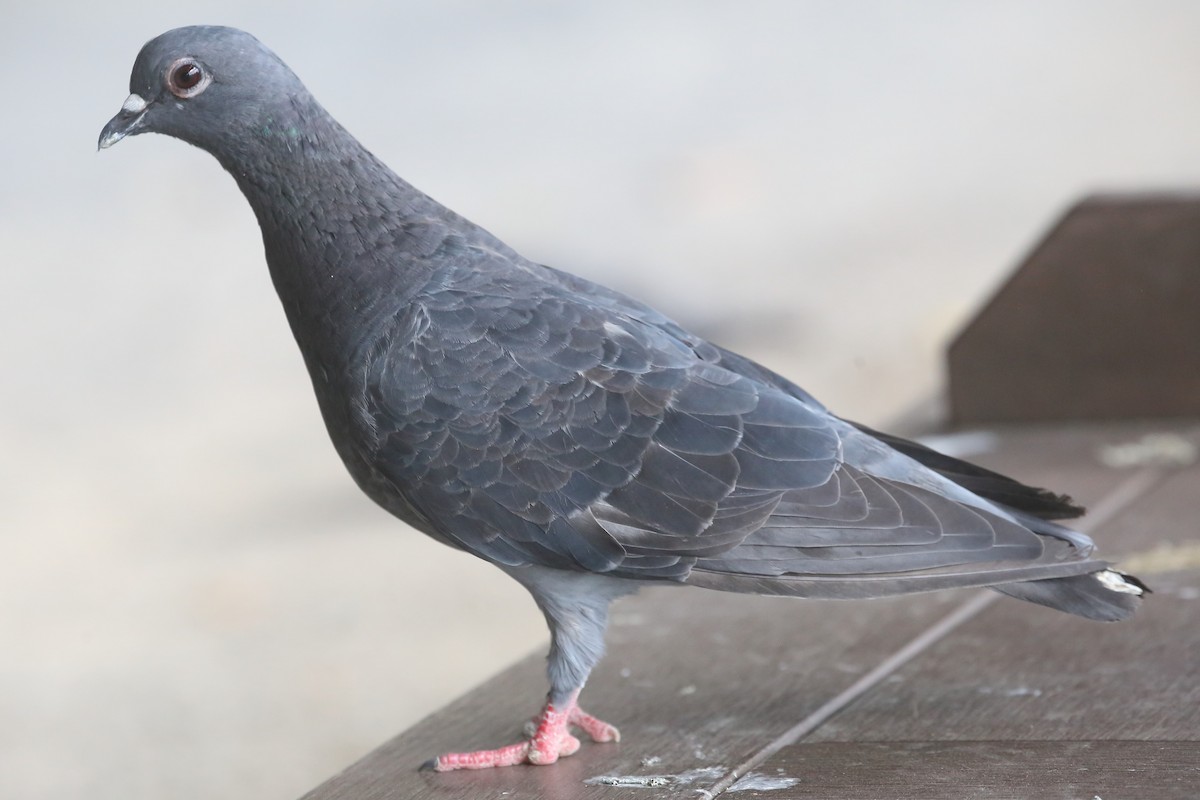 Rock Pigeon (Feral Pigeon) - ML624064235