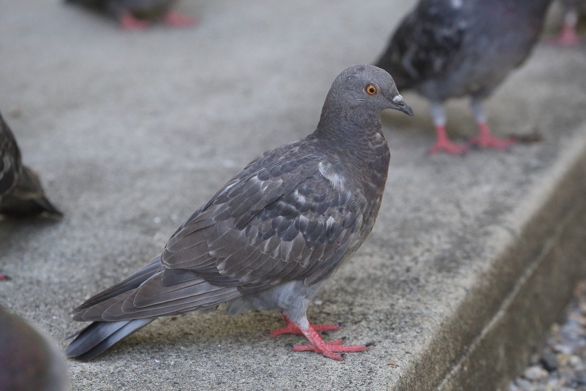 Rock Pigeon (Feral Pigeon) - ML624064238