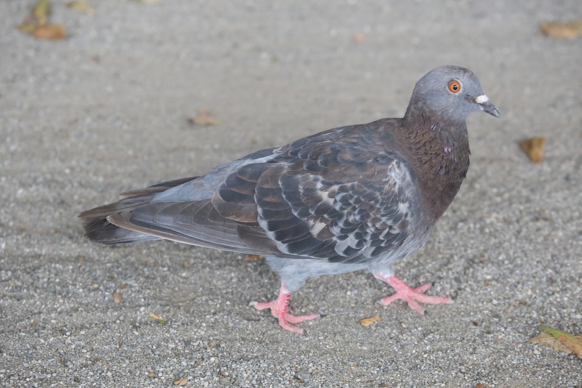 Rock Pigeon (Feral Pigeon) - ML624064239