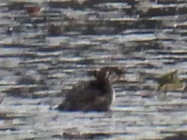 Red-necked Grebe - ML624064244