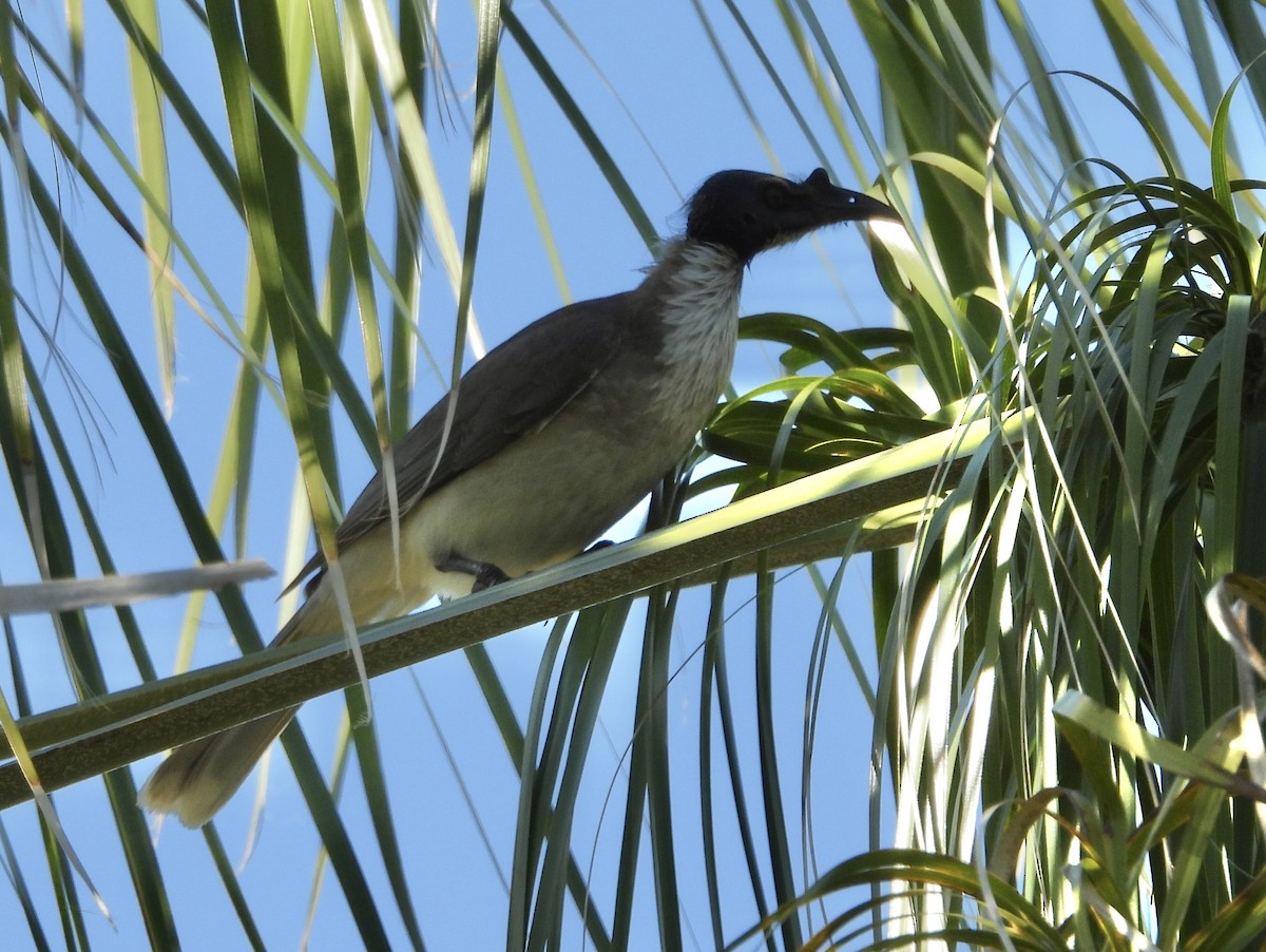 Noisy Friarbird - ML624064269