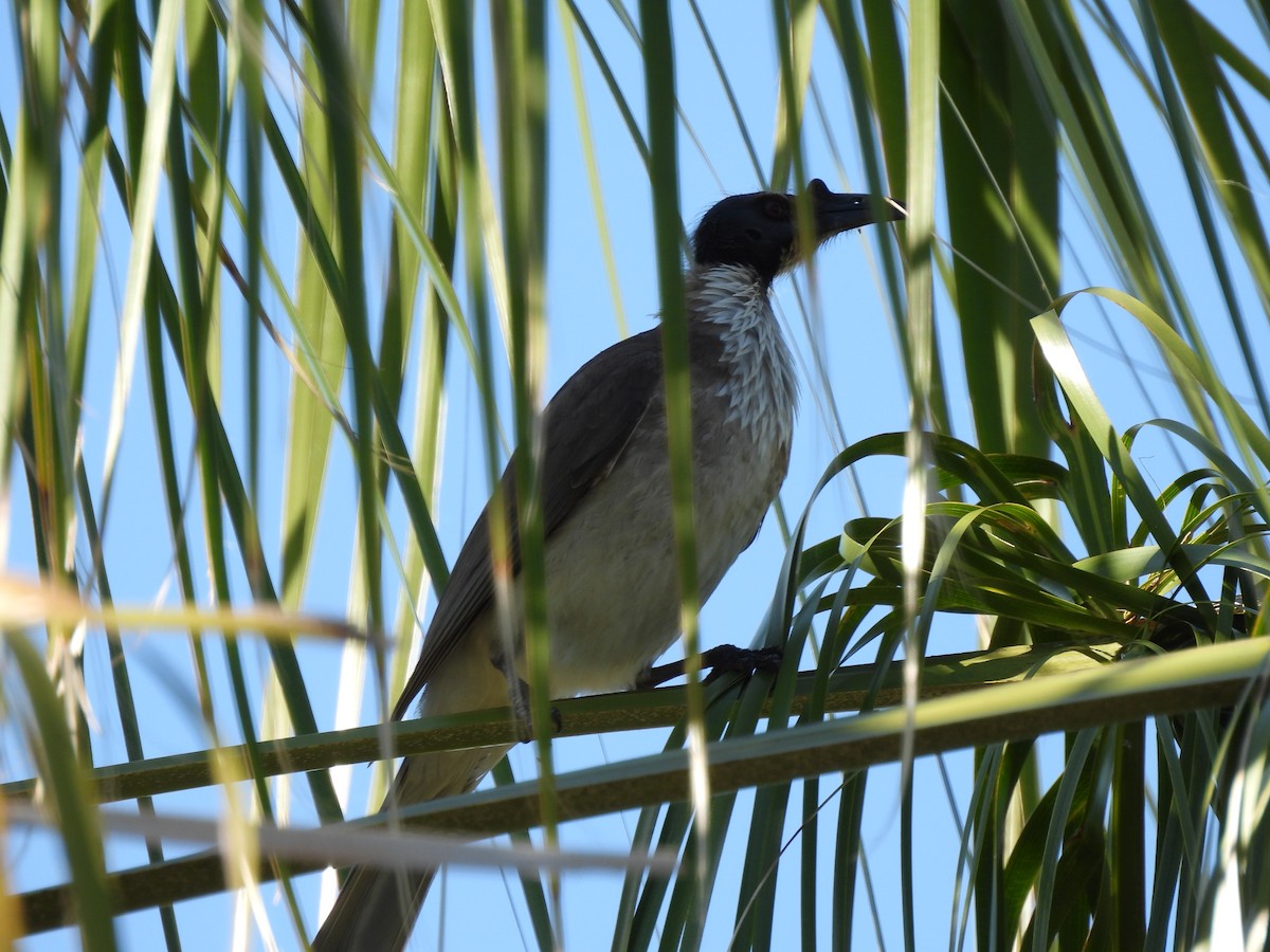 Noisy Friarbird - ML624064279