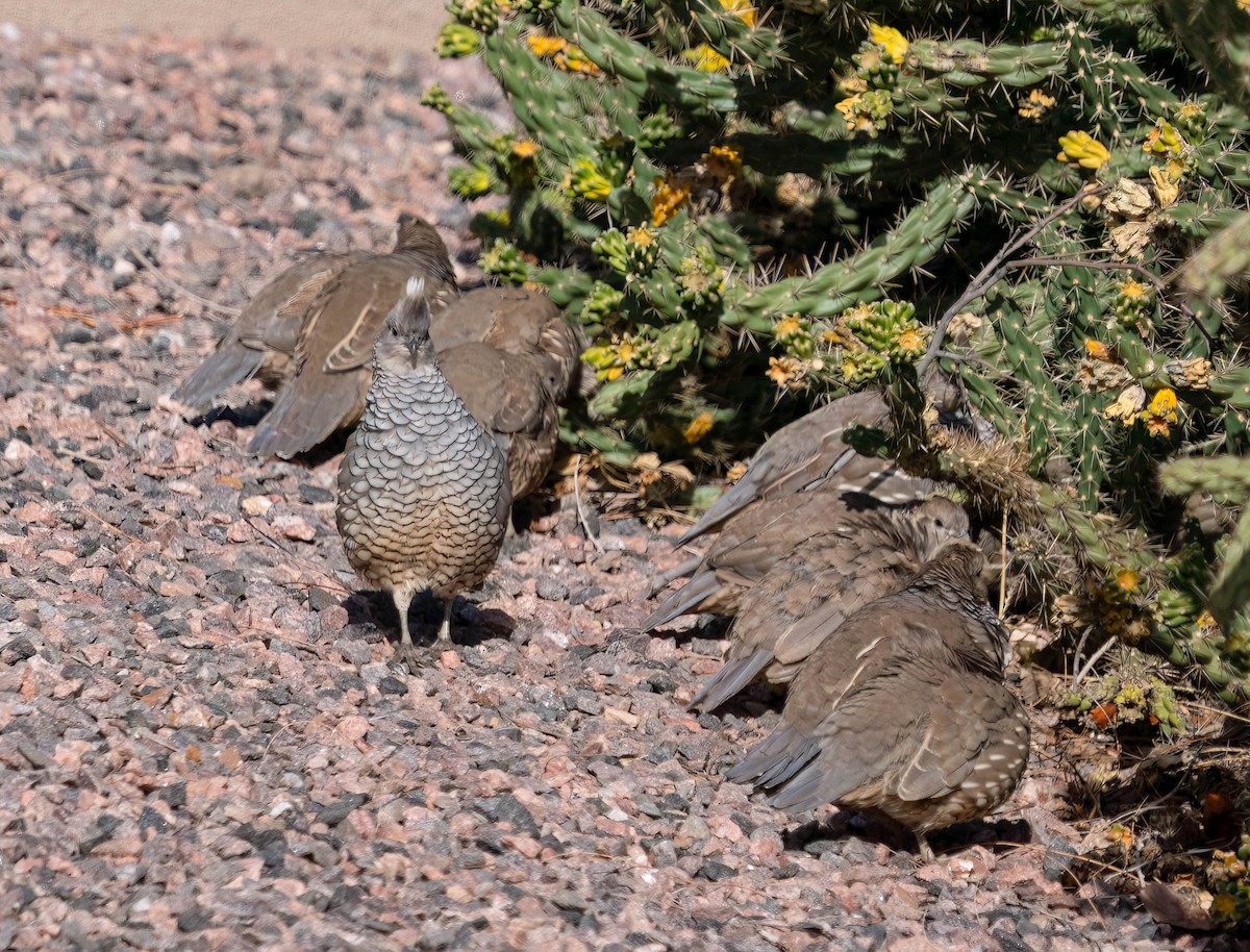 Scaled Quail - ML624064281