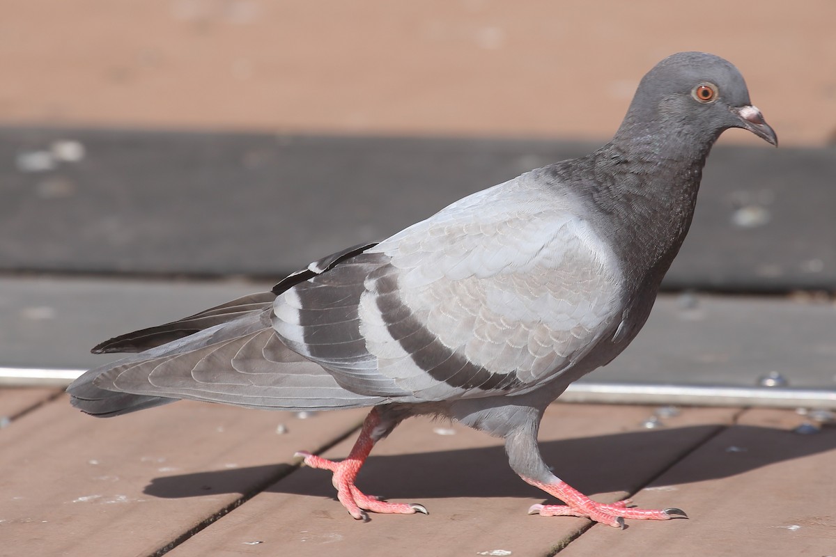 Rock Pigeon (Feral Pigeon) - ML624064286