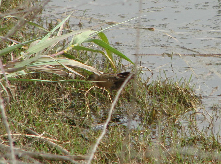 Little Crake - ML624064287