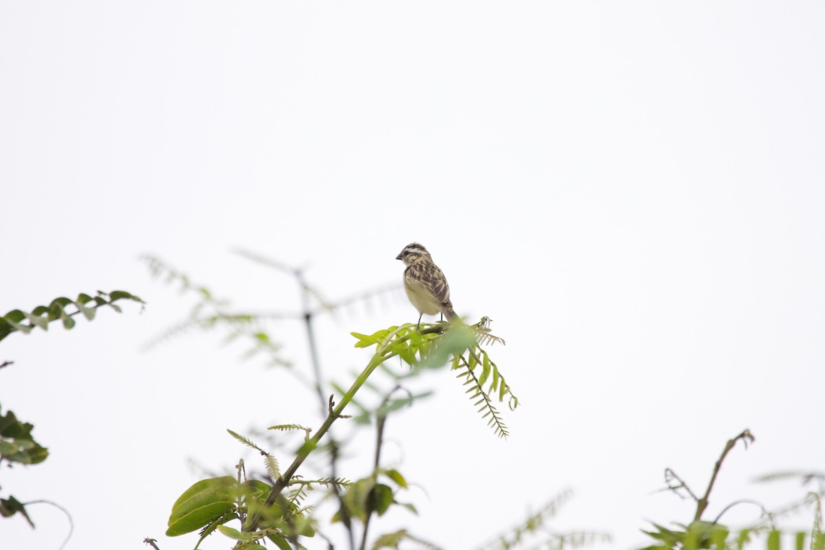 Pin-tailed Whydah - ML624064293