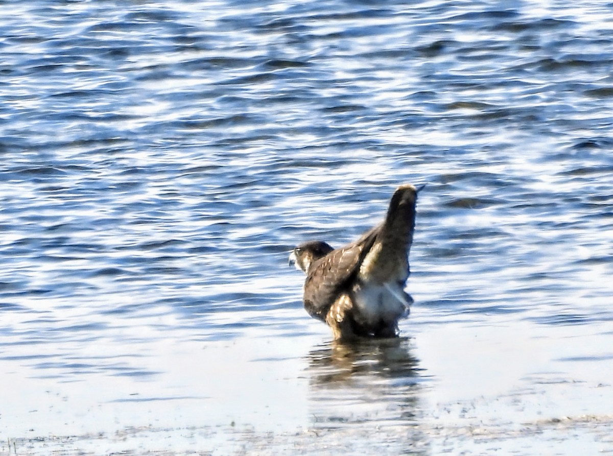 Peregrine Falcon - ML624064294