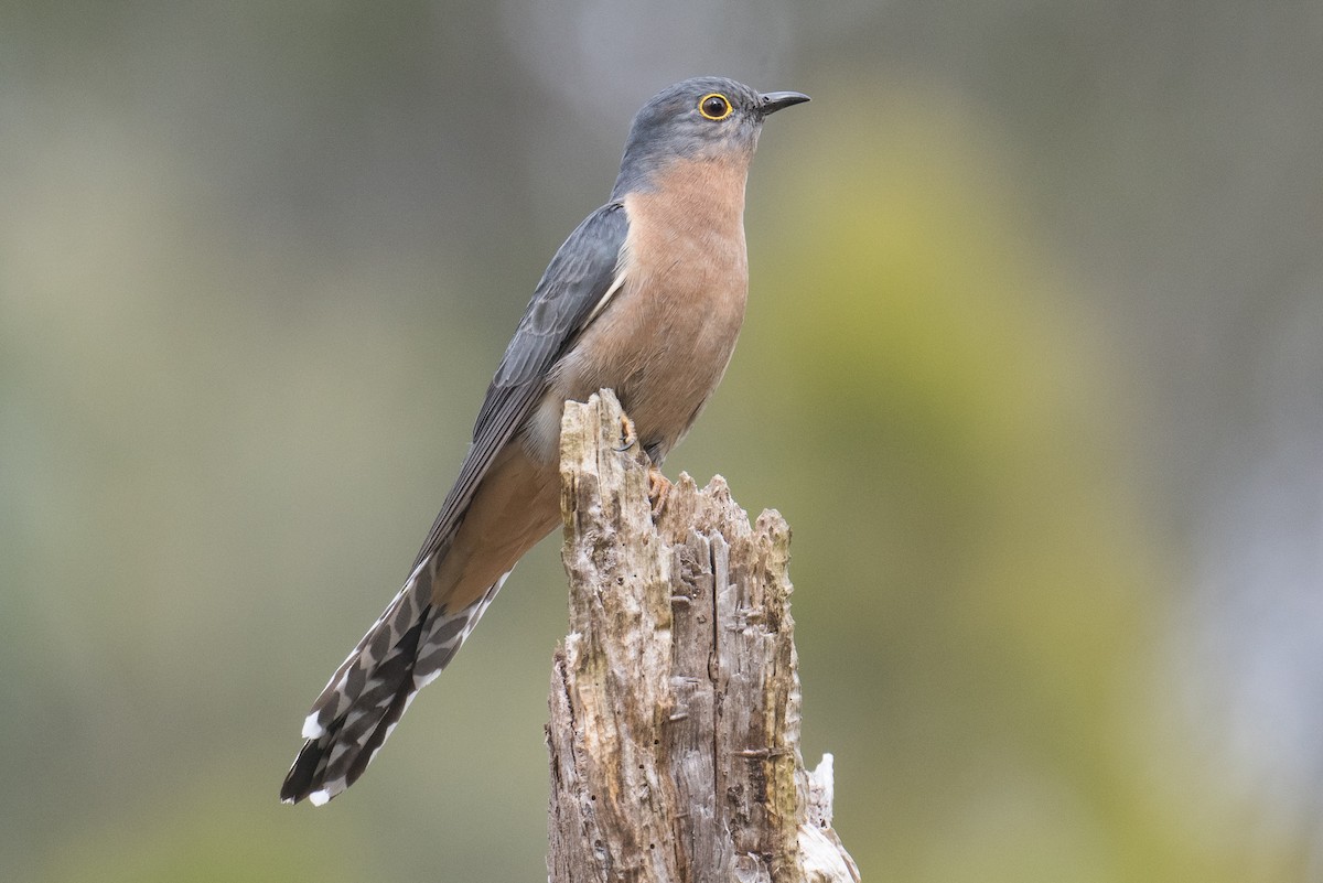 Fan-tailed Cuckoo - ML624064304