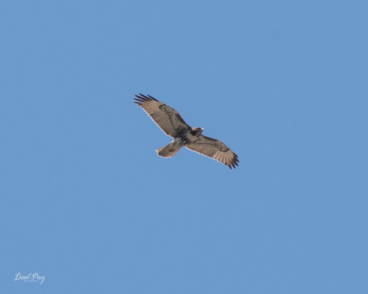 Red-tailed Hawk - ML624064318