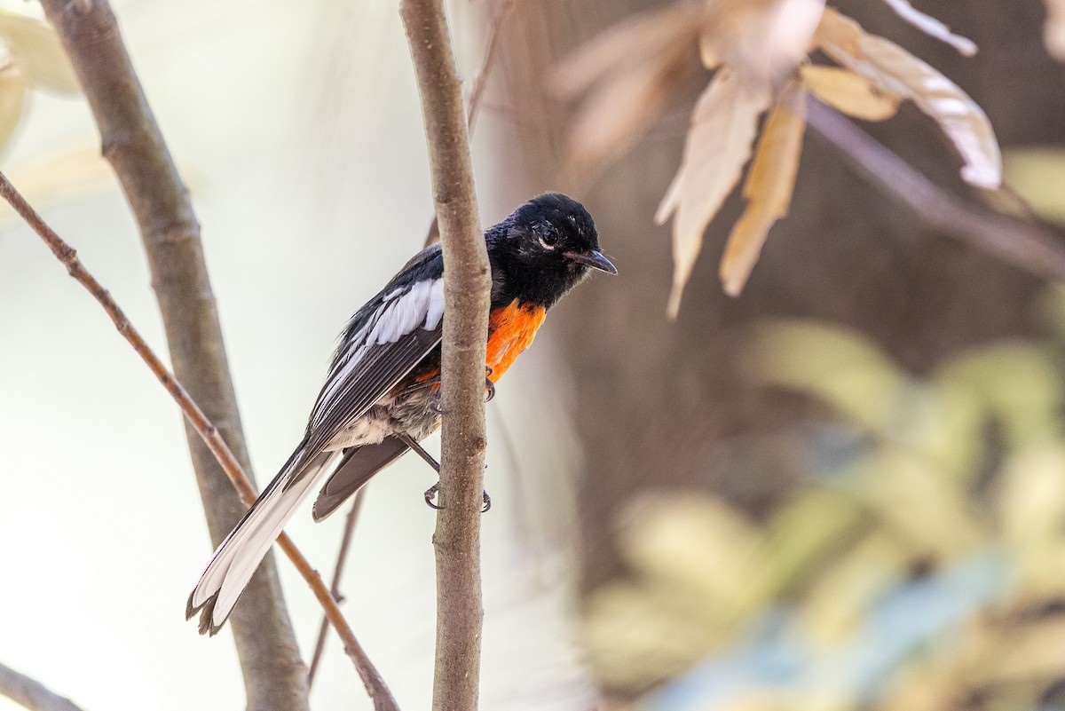 Painted Redstart - Shawn O'Neil