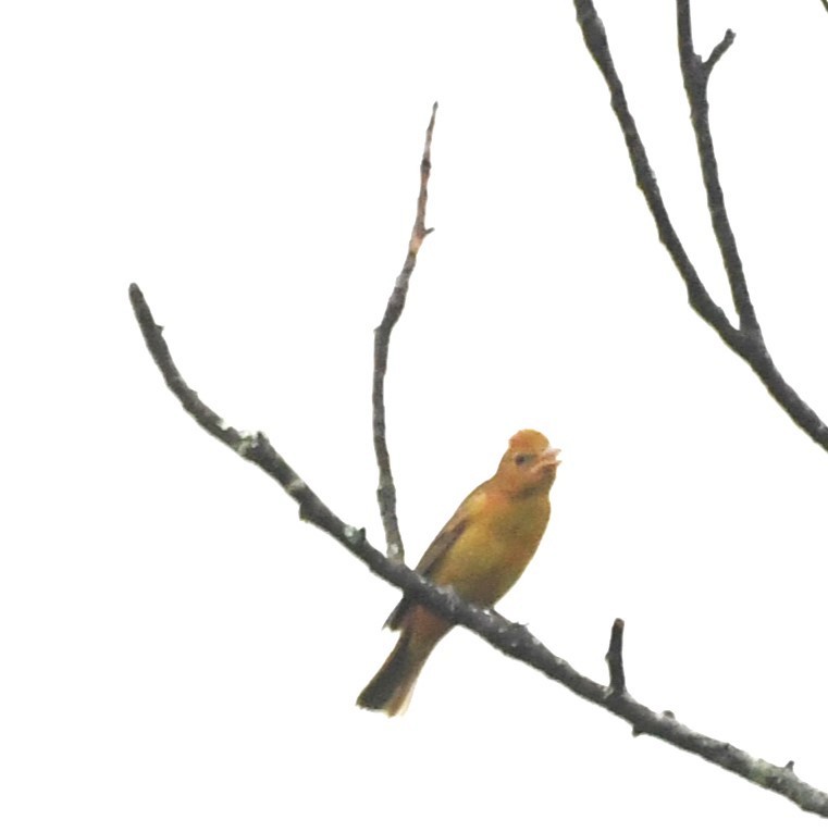 Summer Tanager - ML624064323