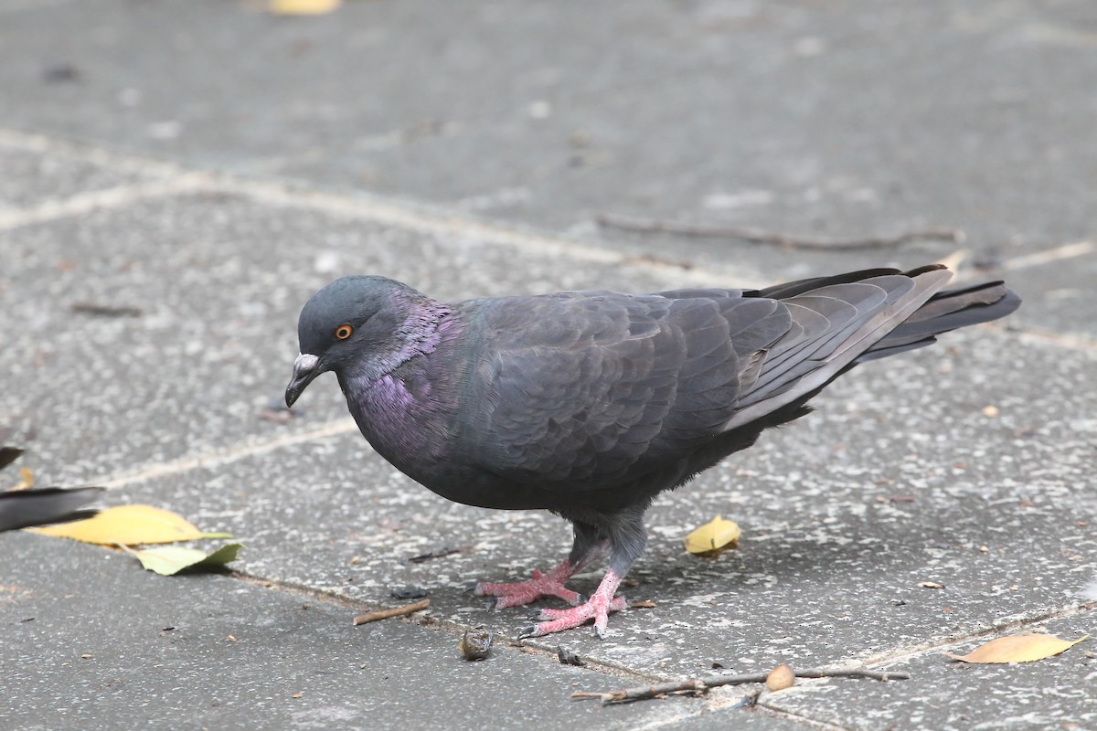 Rock Pigeon (Feral Pigeon) - ML624064329