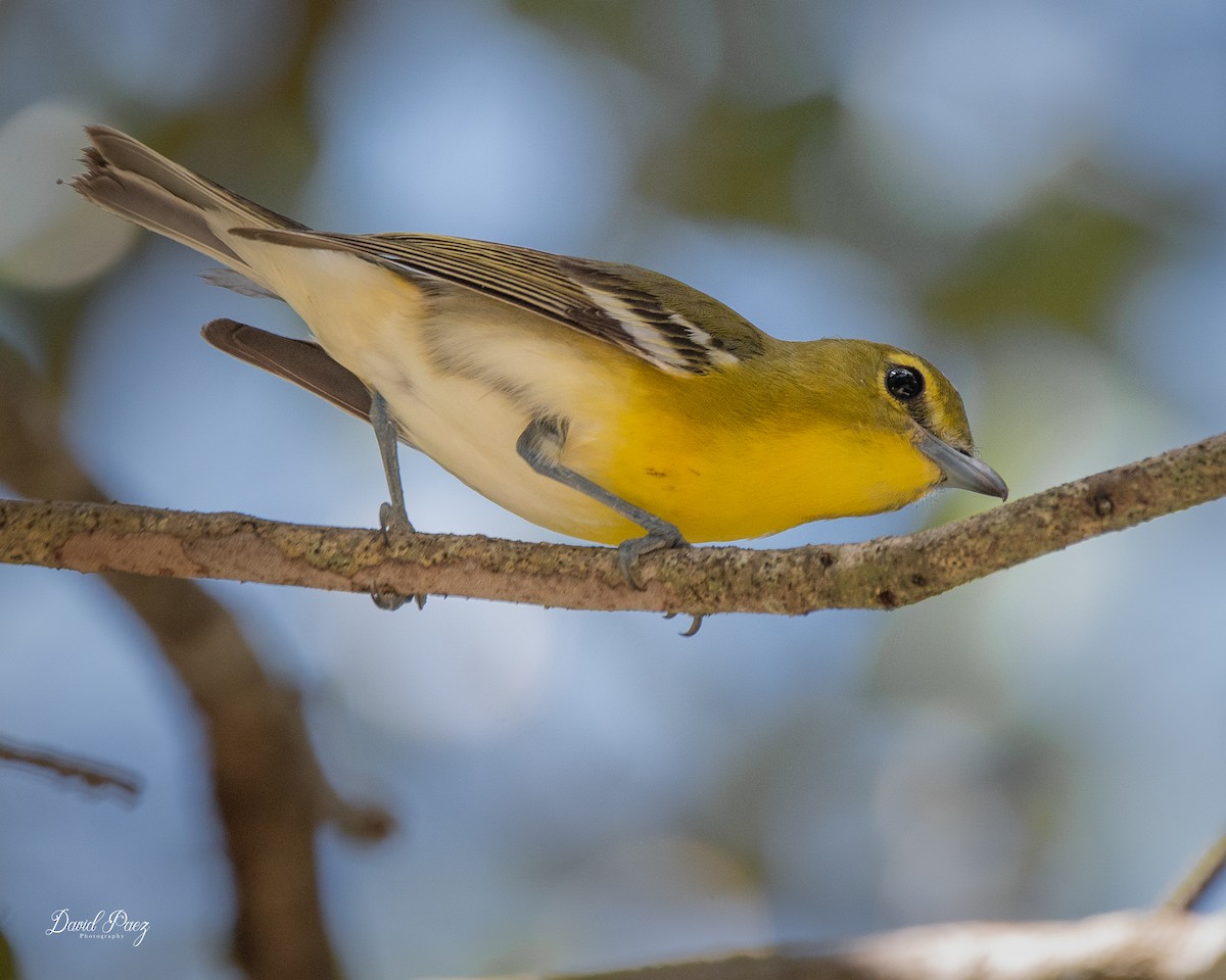 Yellow-throated Vireo - ML624064331