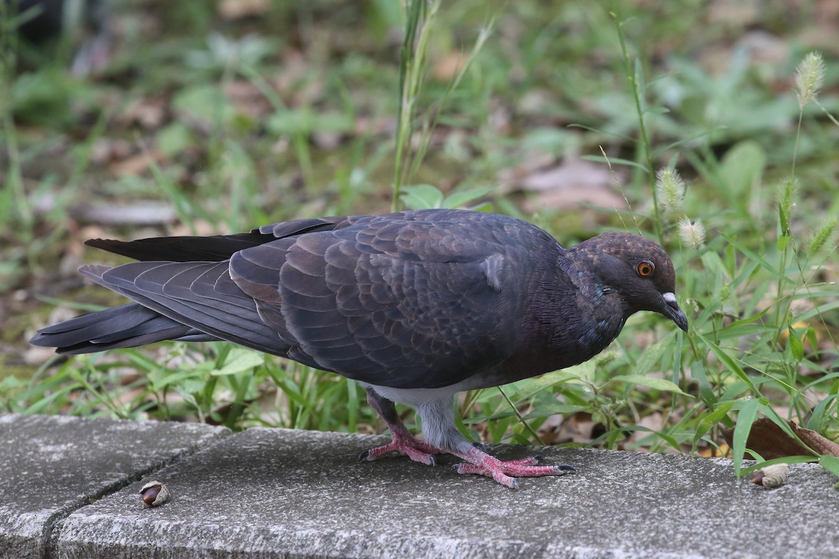 Rock Pigeon (Feral Pigeon) - ML624064336