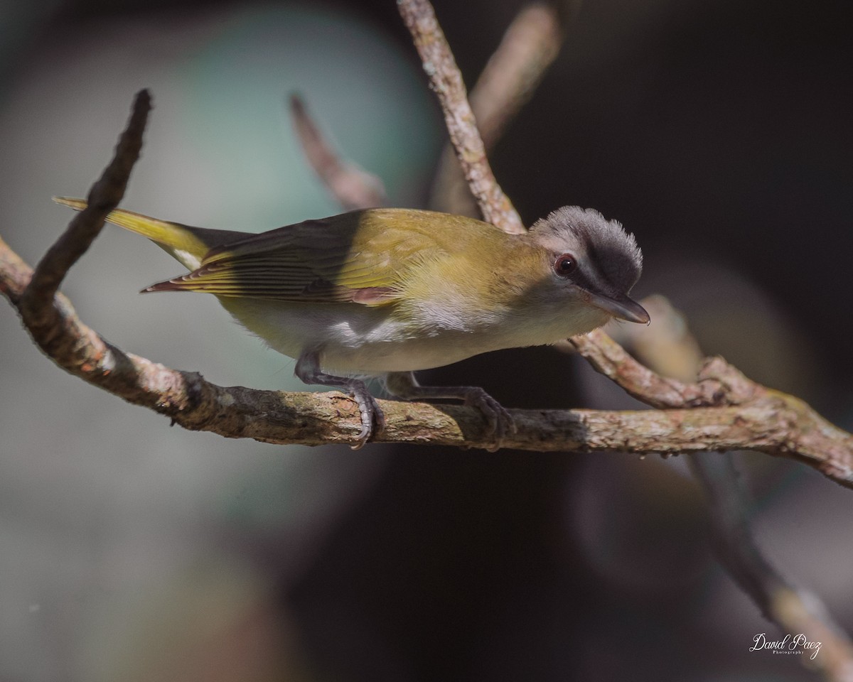 Red-eyed Vireo - ML624064339