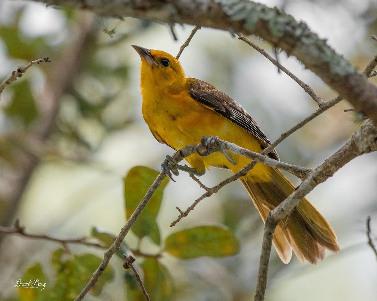 Spot-breasted Oriole - ML624064342