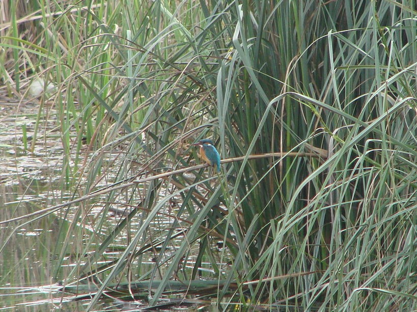 Common Kingfisher - ML624064349