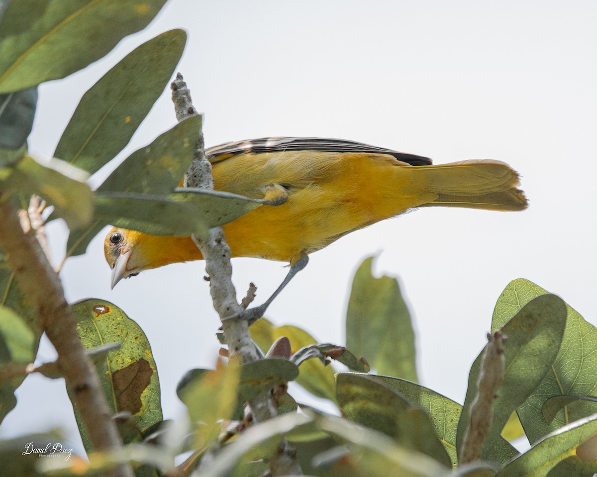 Baltimore Oriole - ML624064350