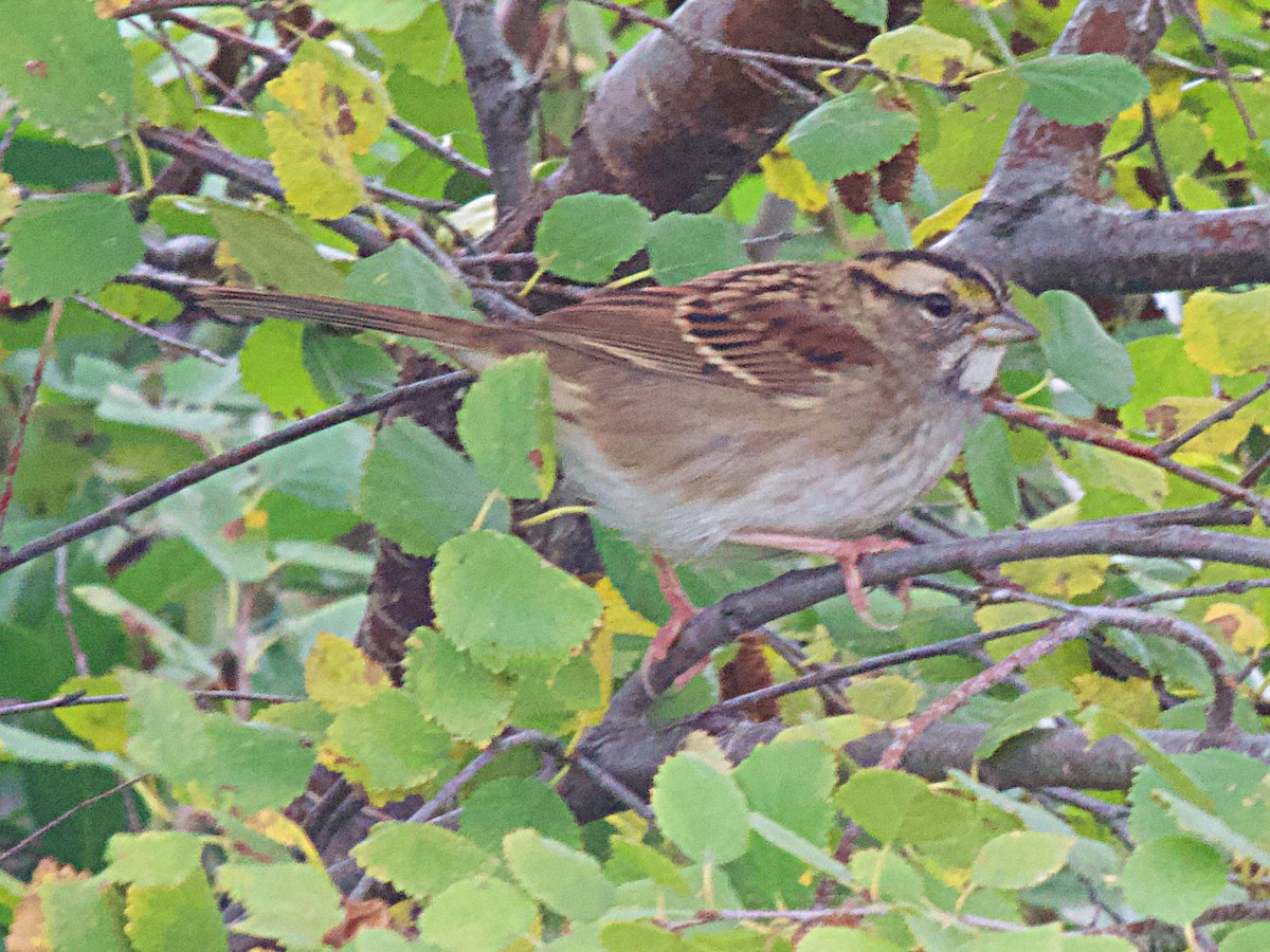 White-throated Sparrow - ML624064352