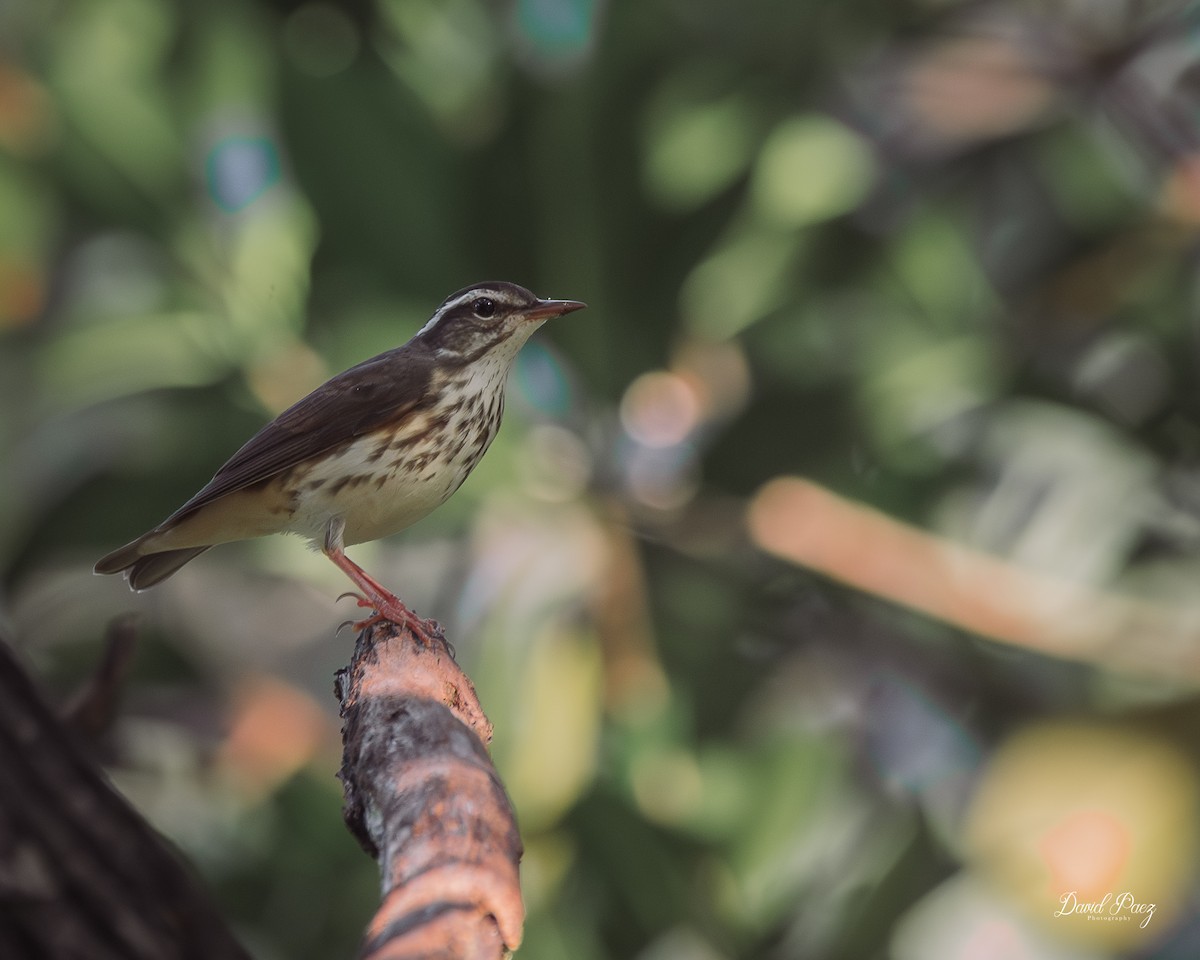 Louisiana Waterthrush - David Paez