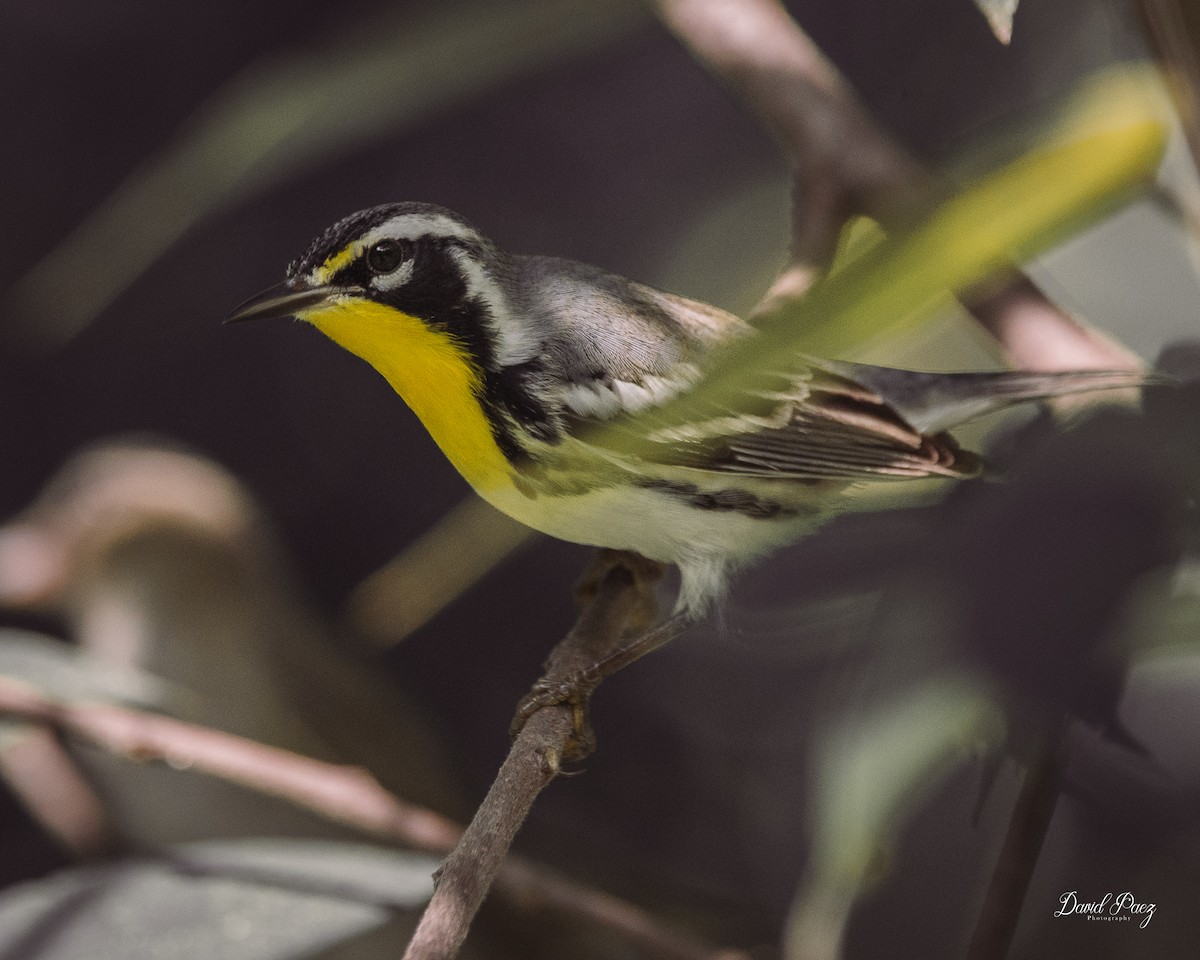 Yellow-throated Warbler - ML624064363