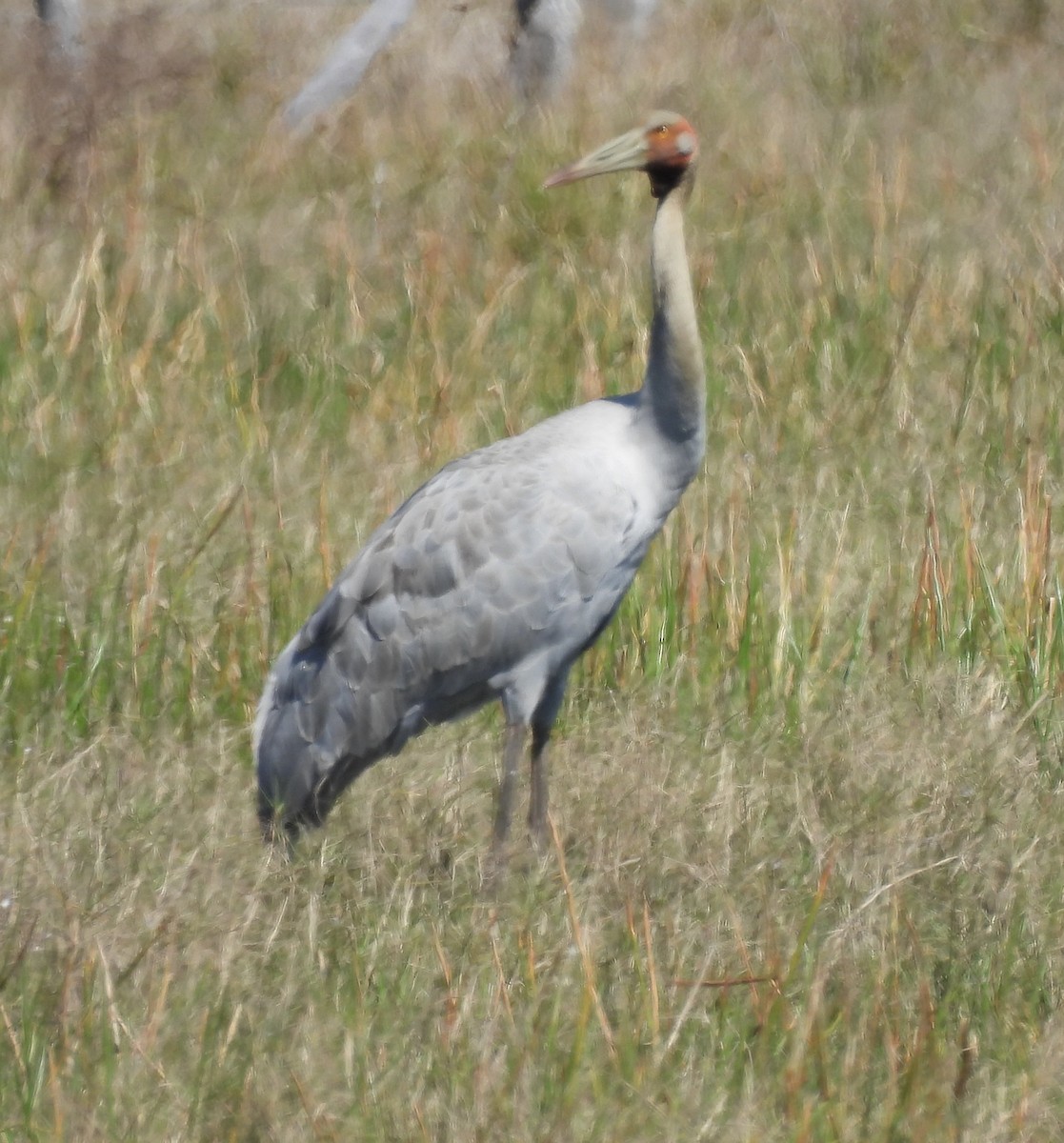 Brolga - ML624064364