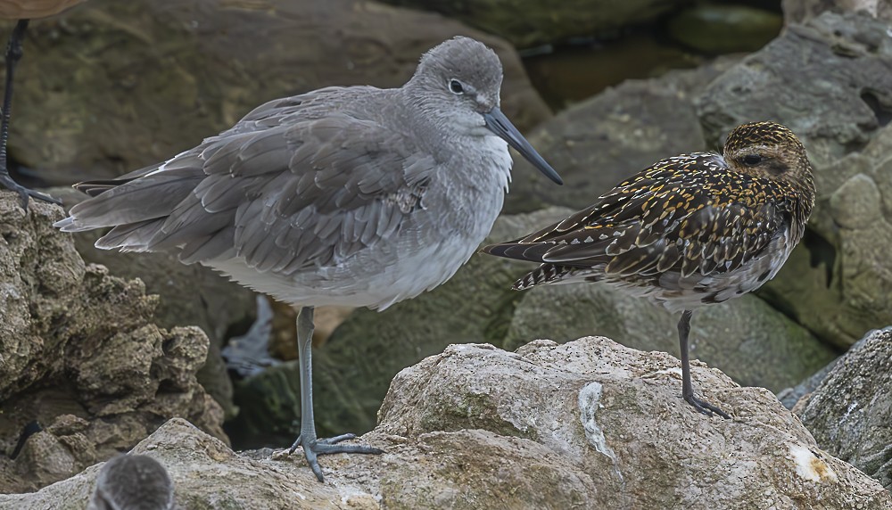 Pacific Golden-Plover - James McNamara