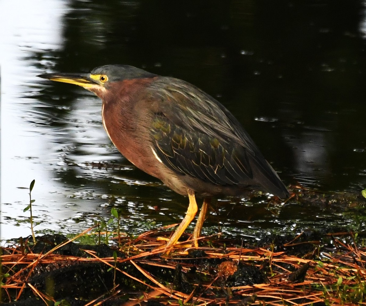 Green Heron - ML624064390