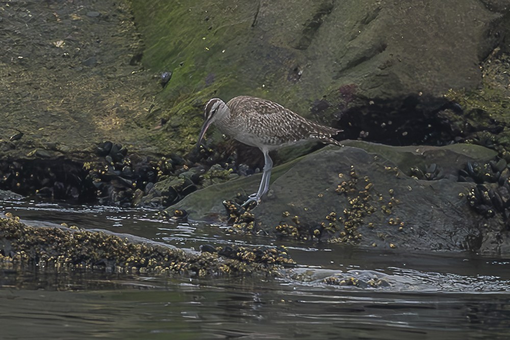 Whimbrel - ML624064399