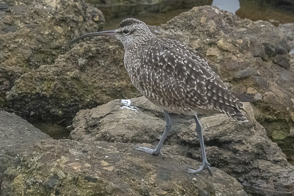 Whimbrel - ML624064405