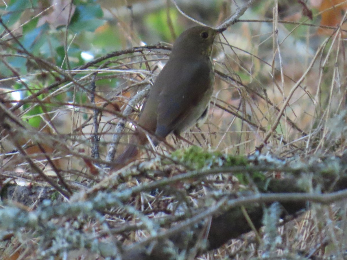 Hermit Thrush - ML624064407