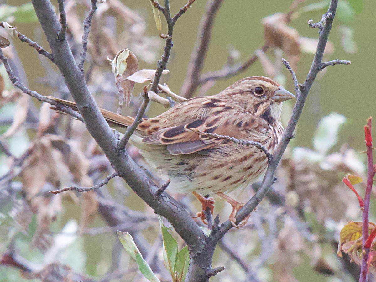 Song Sparrow - ML624064421