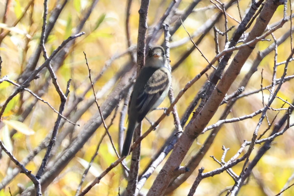 Willow Flycatcher - ML624064427