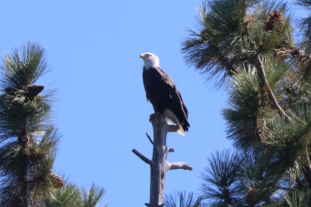 Bald Eagle - ML624064450