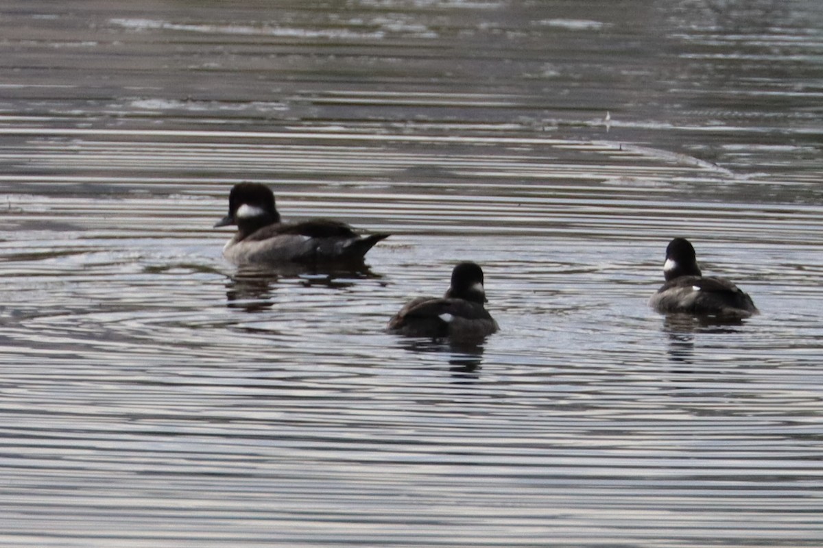 Bufflehead - ML624064457