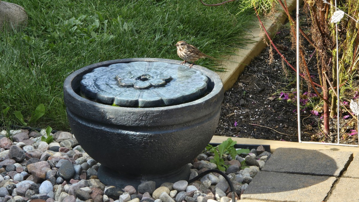 Song Sparrow - ML624064467