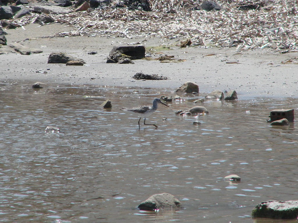 Common Greenshank - ML624064473