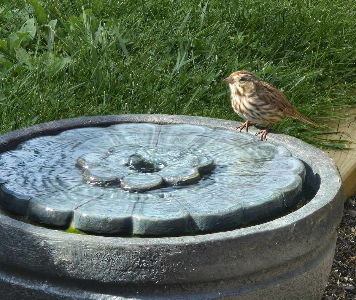 Song Sparrow - Anonymous