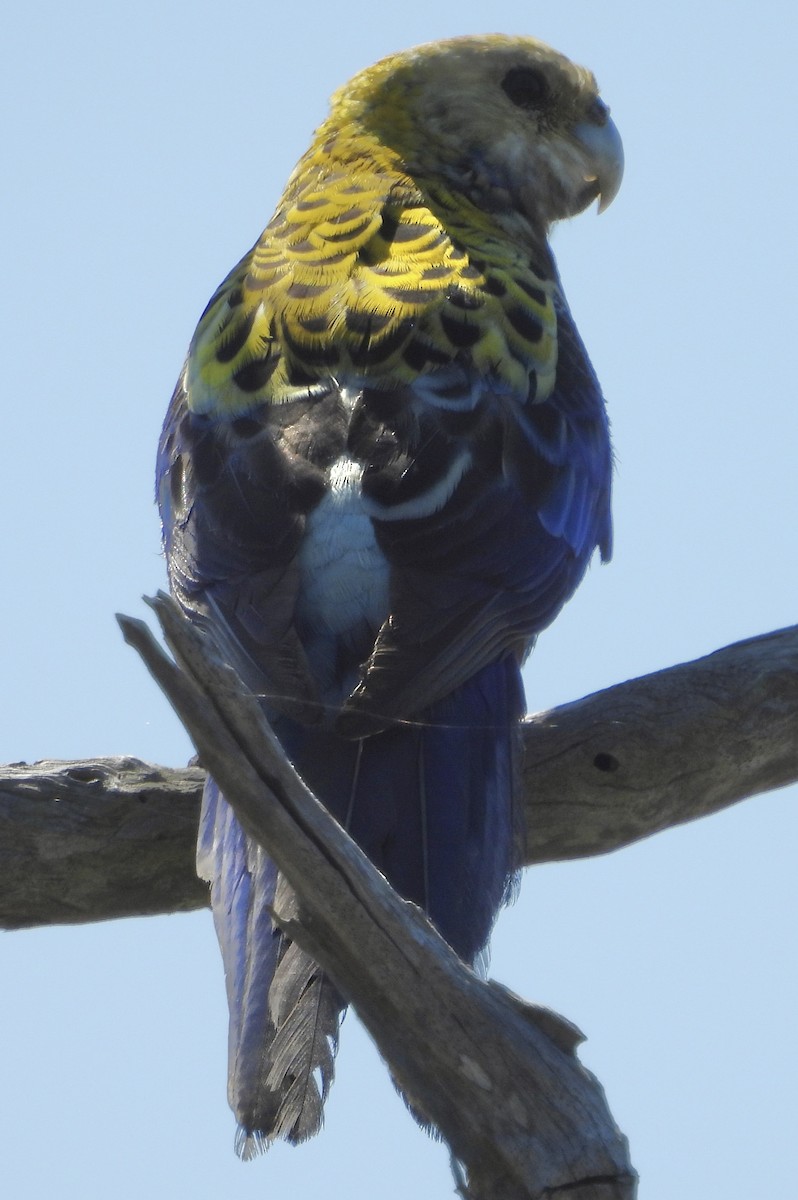 Pale-headed Rosella - ML624064478