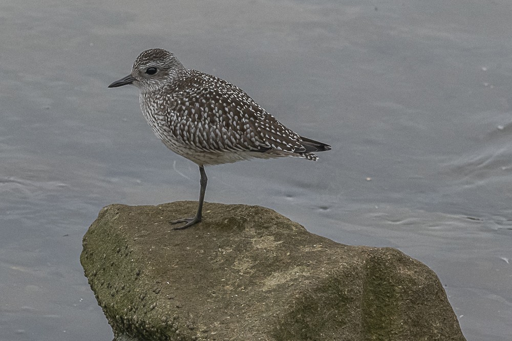 Black-bellied Plover - ML624064481