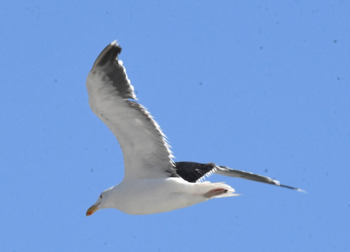 Great Black-backed Gull - ML624064483