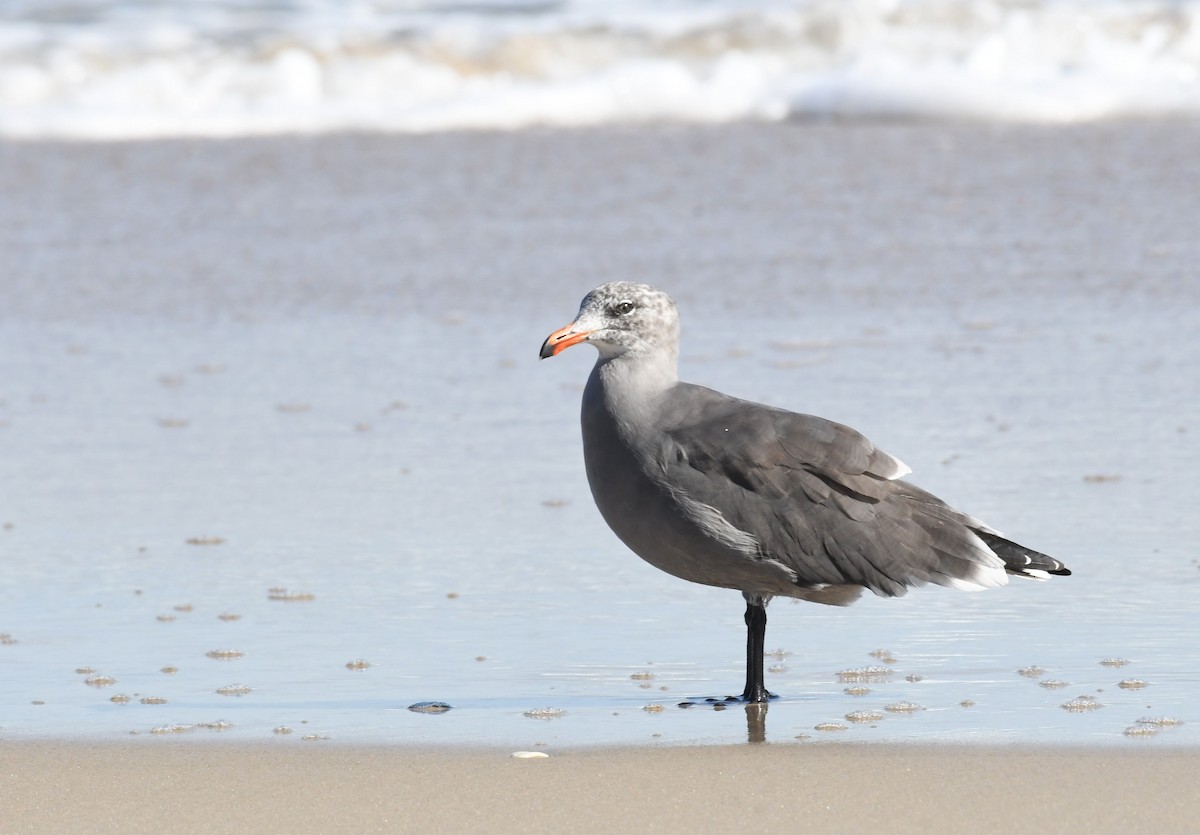 Heermann's Gull - ML624064500