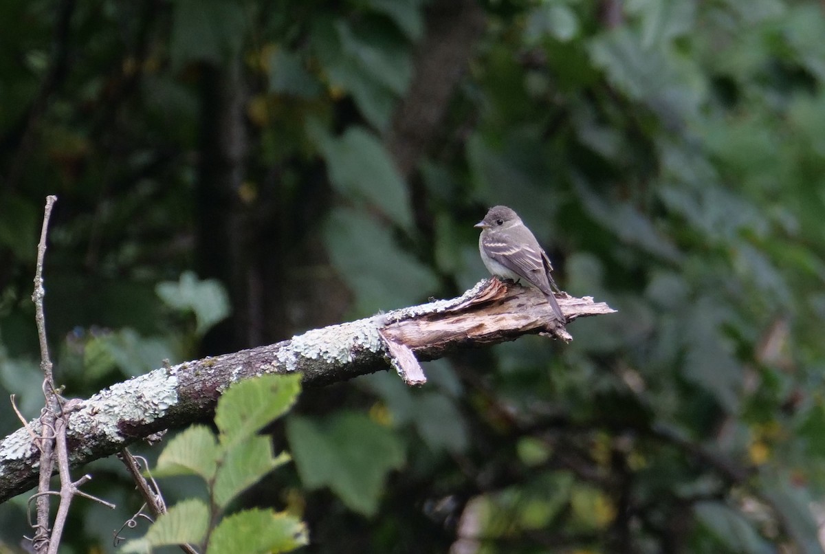 Eastern Wood-Pewee - ML624064509